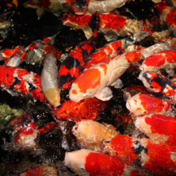 Propond All Seasons M Propond All Seasons M